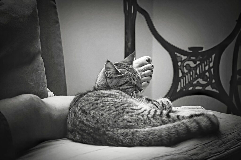 ペットの好きなことに関する調査結果はどのようなものですか？