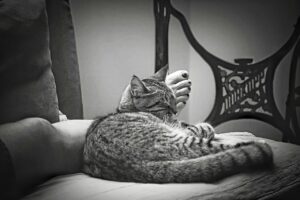 ペットの好きなことに関する調査結果はどのようなものですか？