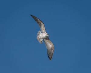 ポスターの書き方に役立つコツは？