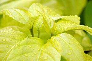 エコな工夫を活用した調べ学習のアイデアは？