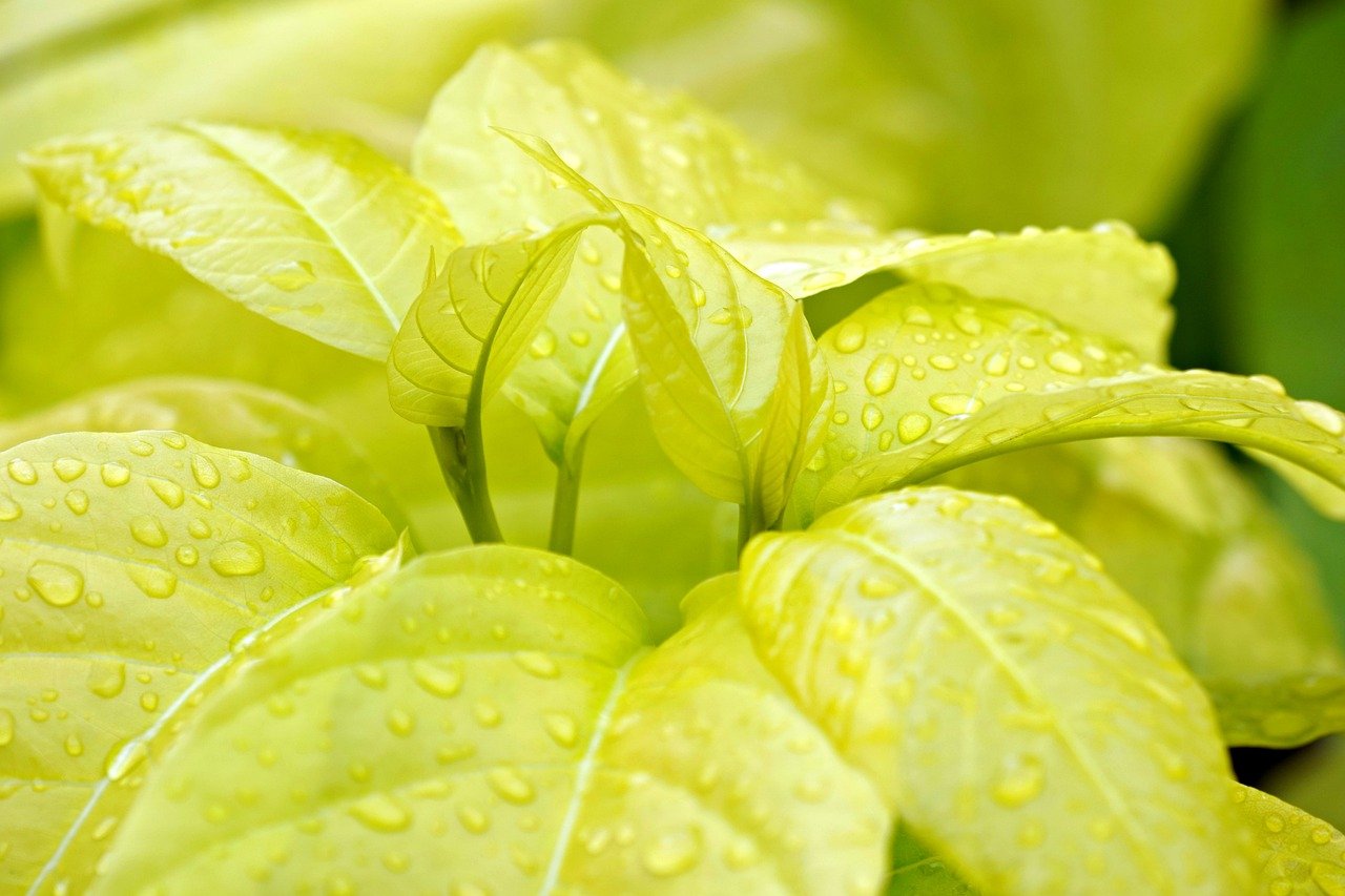 エコな工夫を活用した調べ学習のアイデアは？