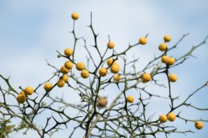 四字熟語のオリジナル作成はどうすればできる？