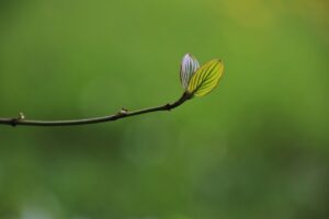 植物の成長記録をつけるメリットと方法は？