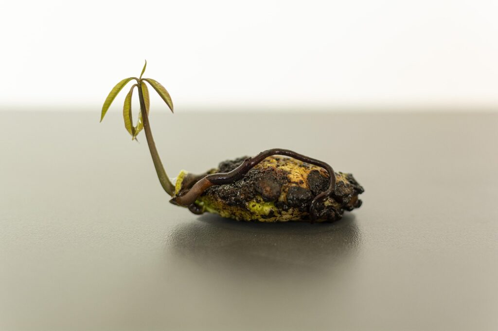 種の発芽条件を探る実験の方法とは？