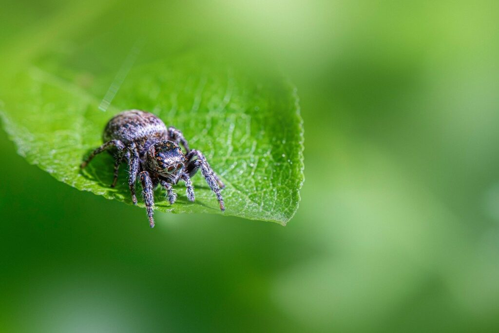 自由研究で小学生がどんぐりの種類を調べる方法は？