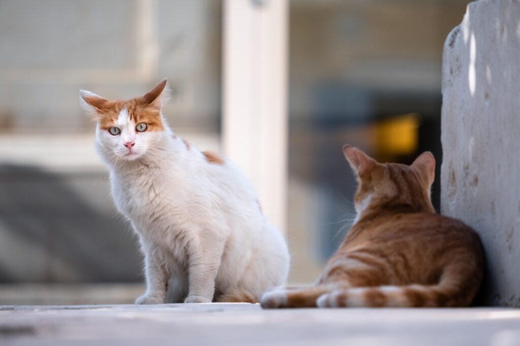 自由研究で小学生が野良猫を観察する際の注意点は？