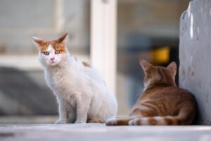 自由研究で小学生が野良猫を観察する際の注意点は？