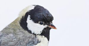 自由研究の目的を明確化する方法は？